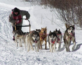 Decouverte mushing.jpg
